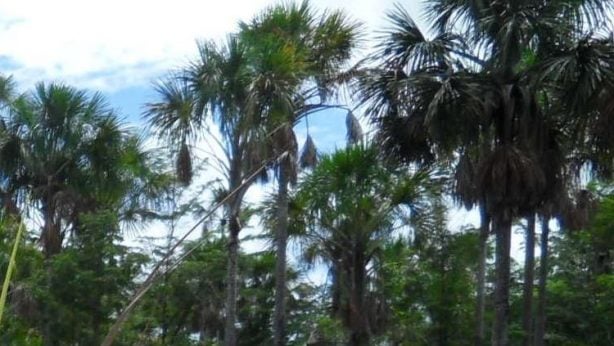 Aripo savannah moriche palm