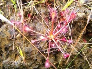 Drosera capillaris aripo