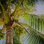 Trinidad and Tobago Coconut Tree