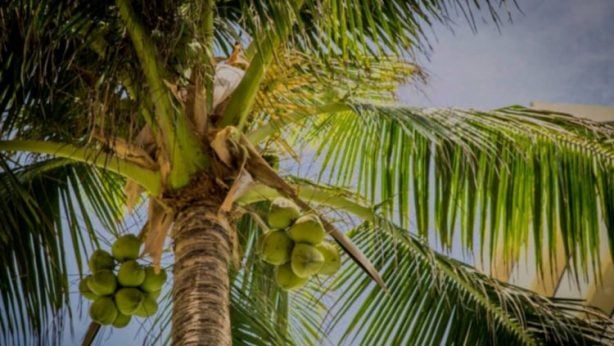 Trinidad and Tobago Coconut Tree