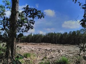 Cleared field at Cumuto