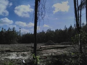 Felled trees at Cumuto site